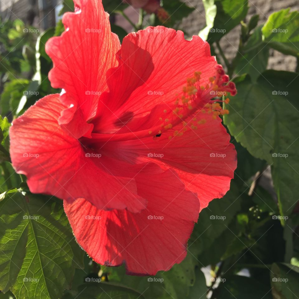 Hawaiian red hibiscus flower 