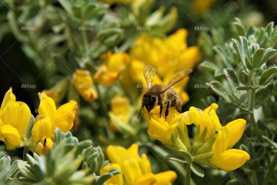 Biene sammelt Honig auf Rapsblüte