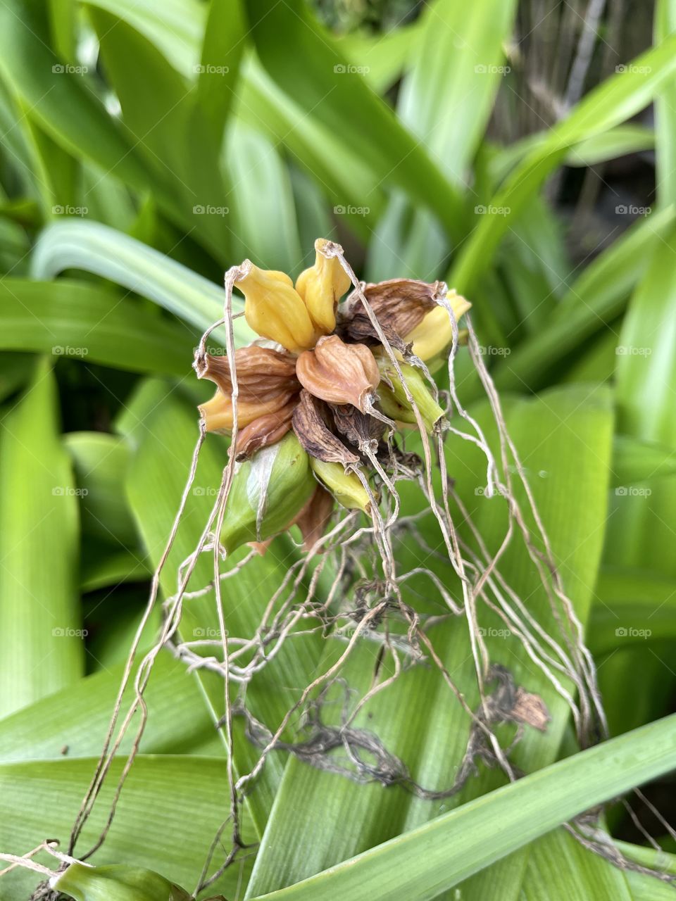 Dried flowers with a close up captures