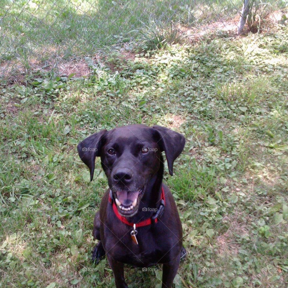 Shiloh the Black Lab