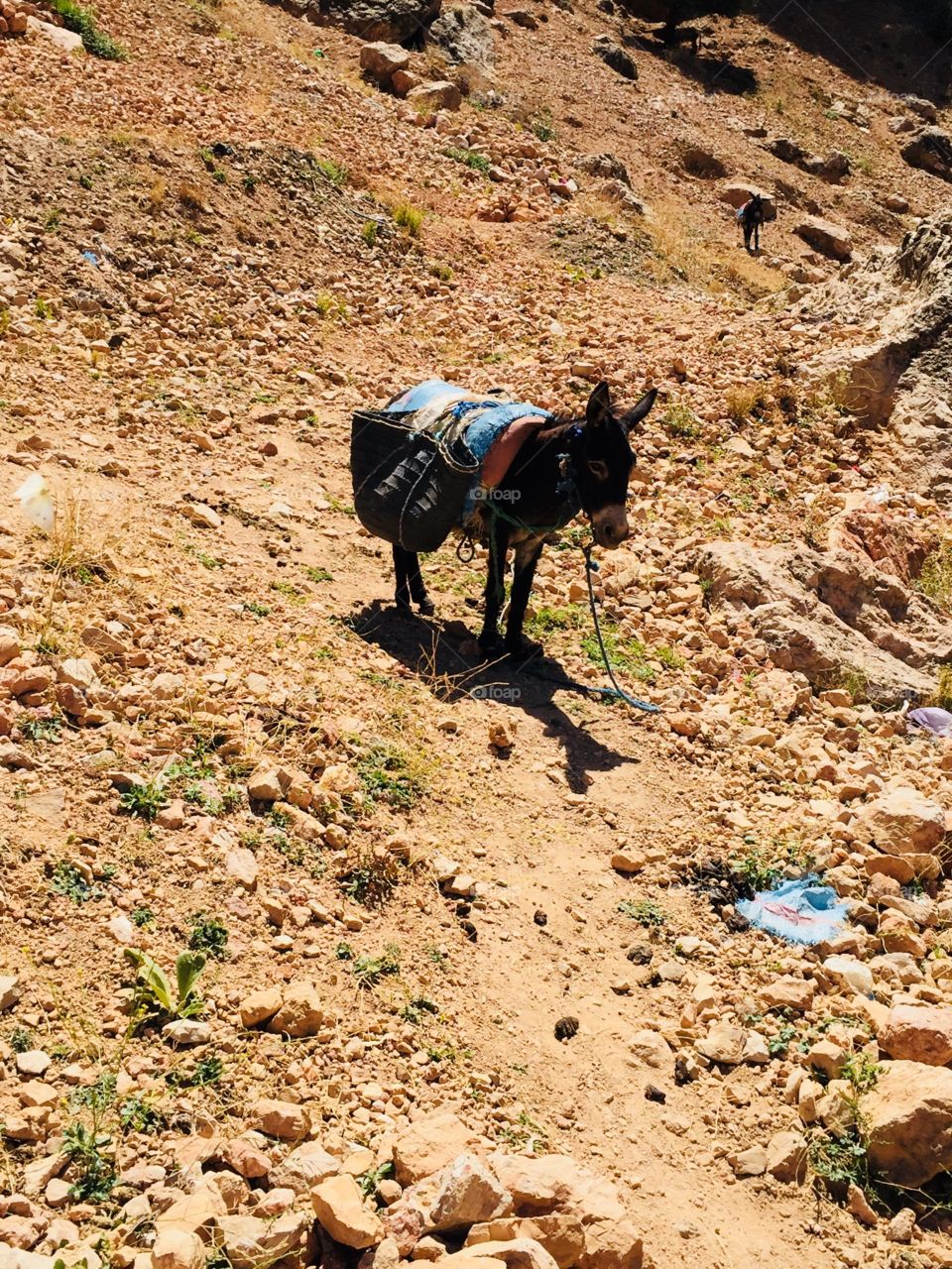Donkey in the mountain 