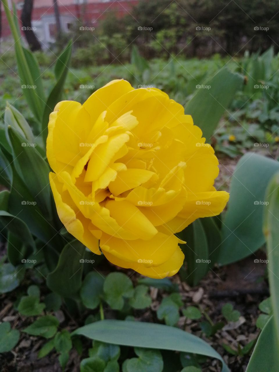 Цветы это остатки рая на земле