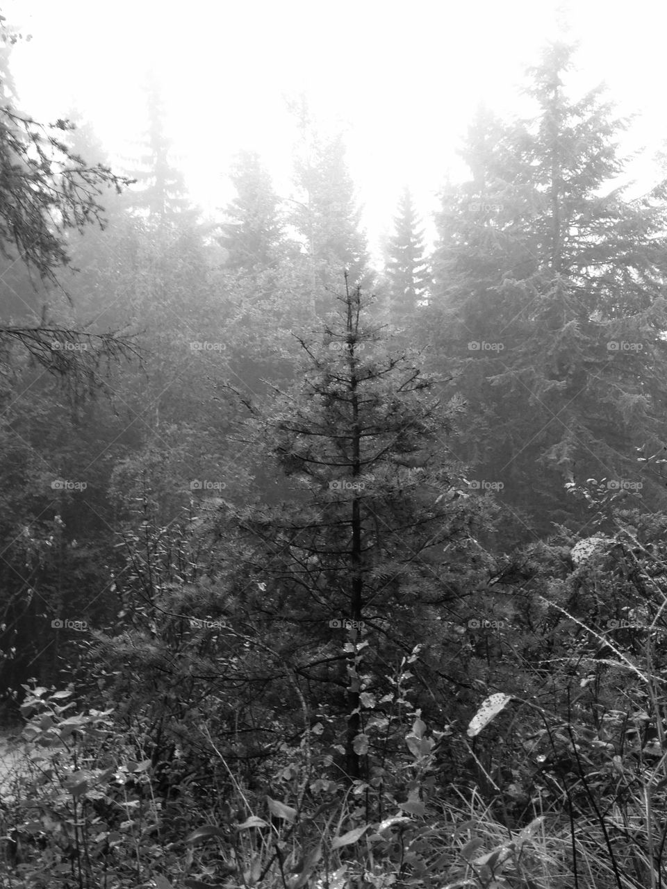 Forest black and white 