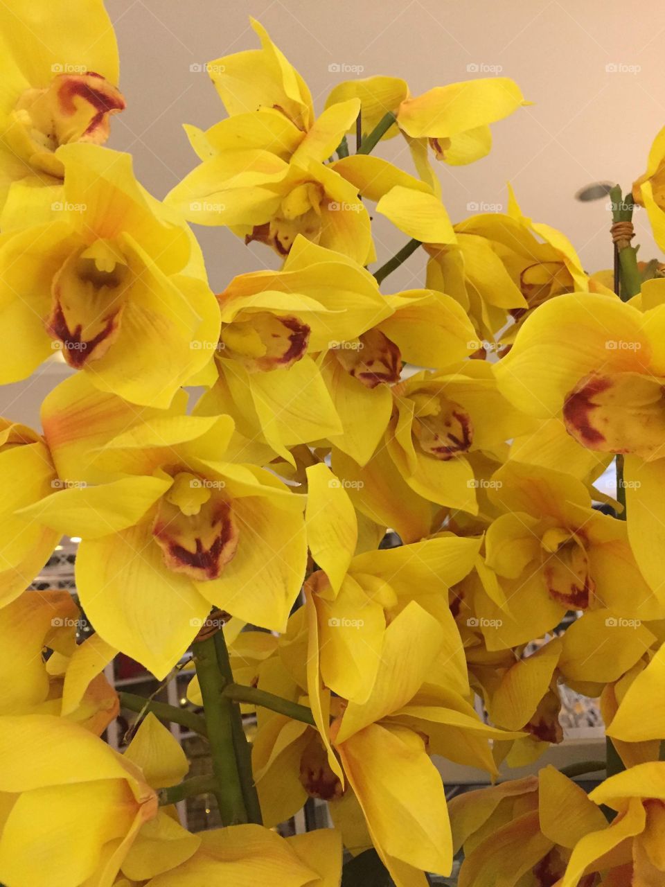 Yellow Orchids