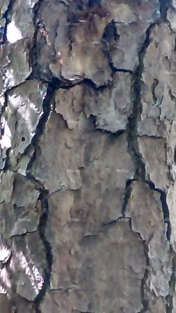 Tree Bark