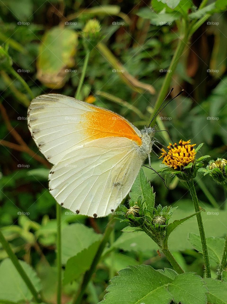 Mylothris agathina. A butterfly specie native to sub-Saharan Africa, particularly East Africa and very common here in Tanzania. 

June 22, 2023
03:15pm