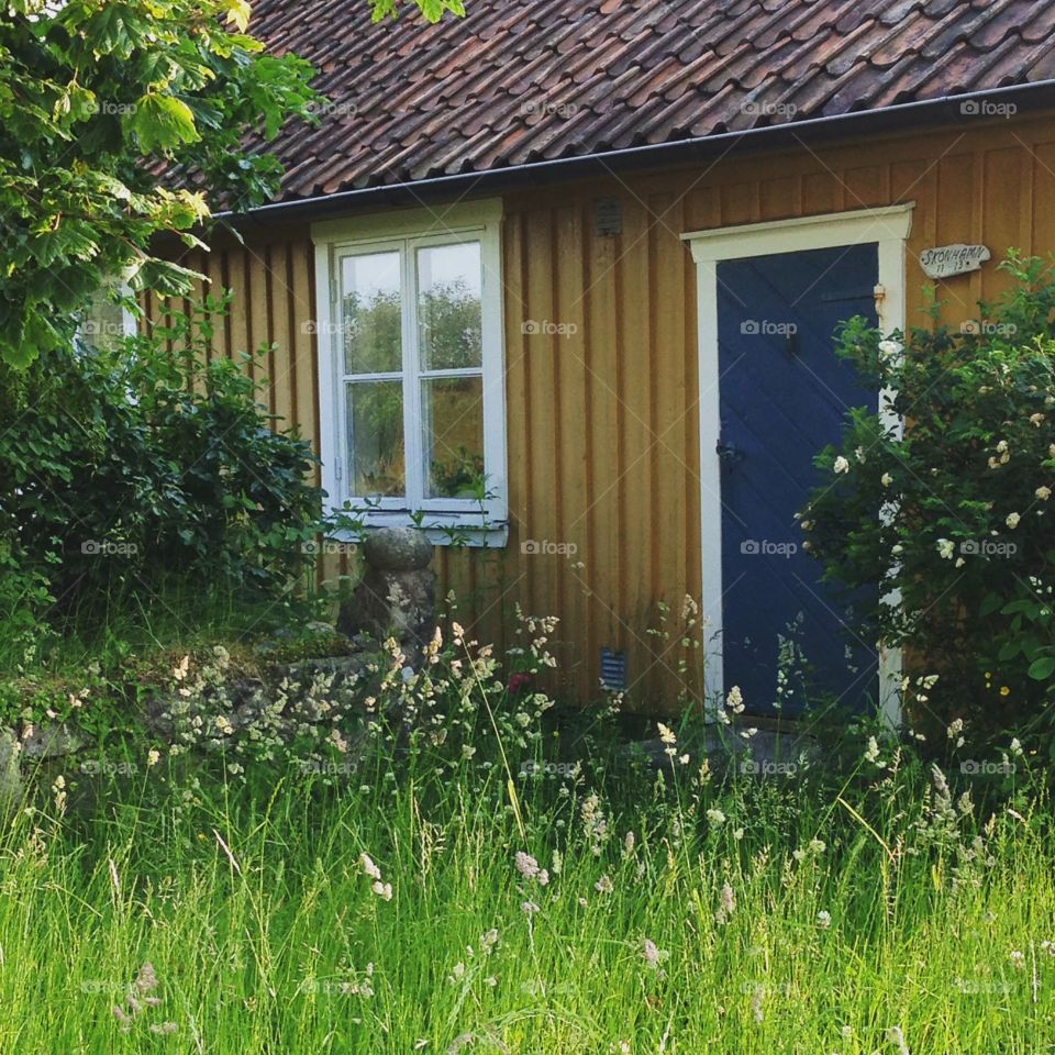 Old cabin. An old abandoned cabin. Flowering bushes and high grass.
