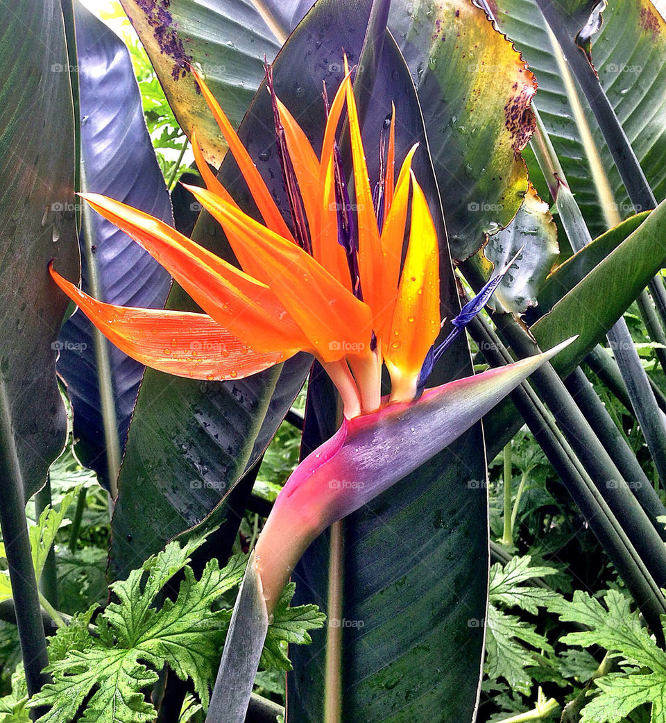 Bird of Paradise