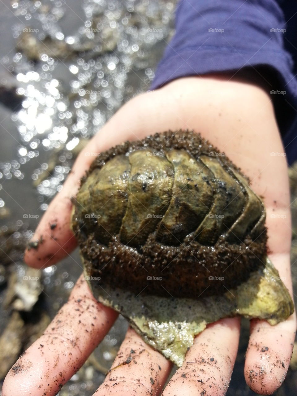 Fuzzy Chiton