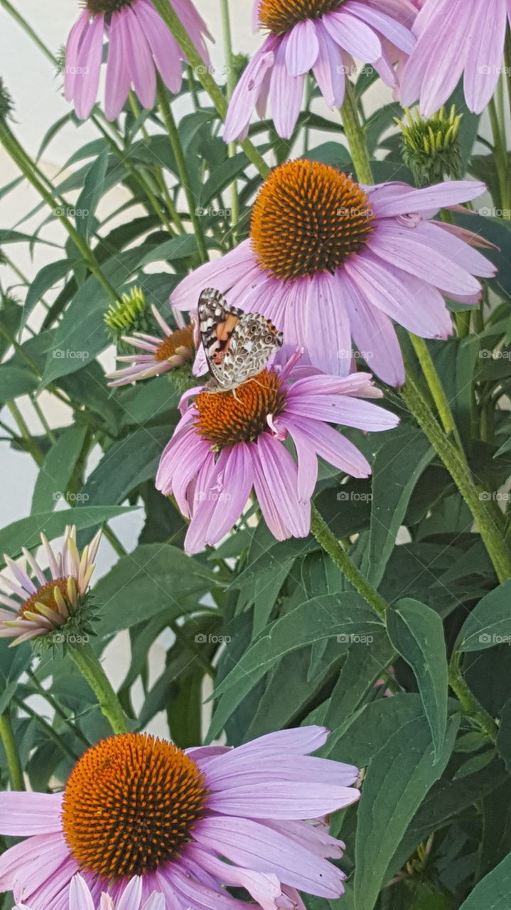 butterfly in a garden