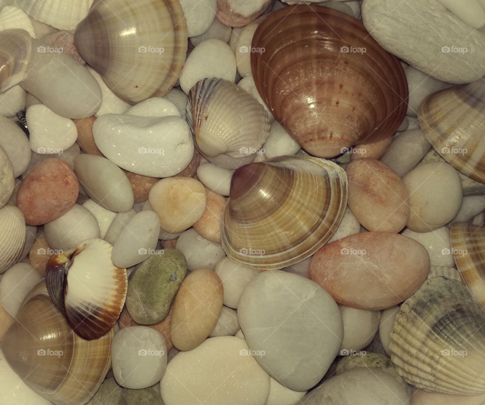 shells and white stones. souvenirs from the sea