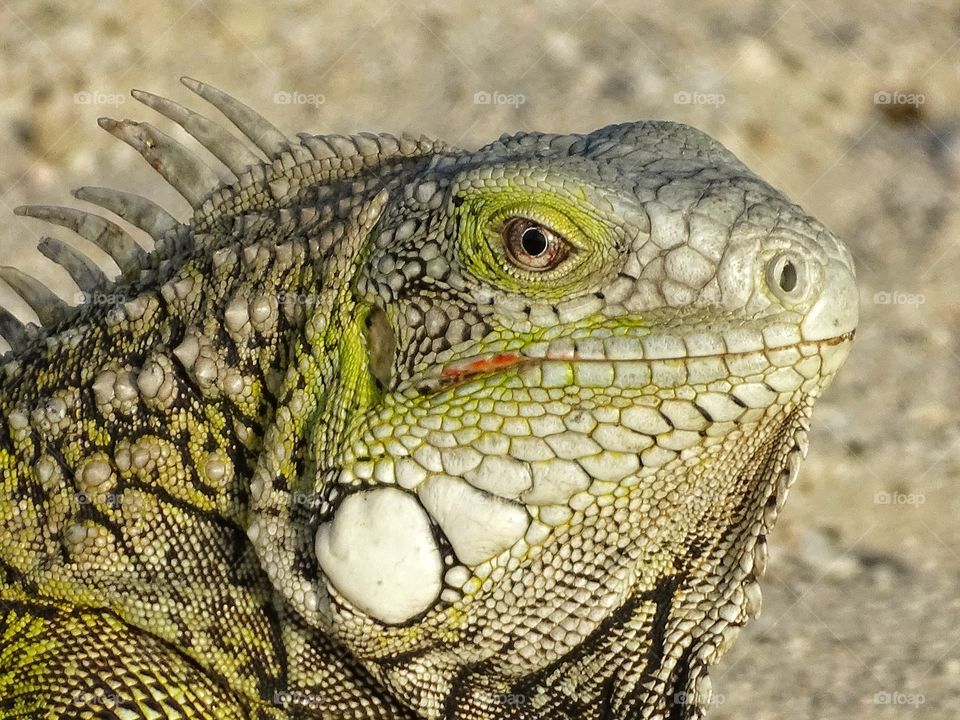 Iguana