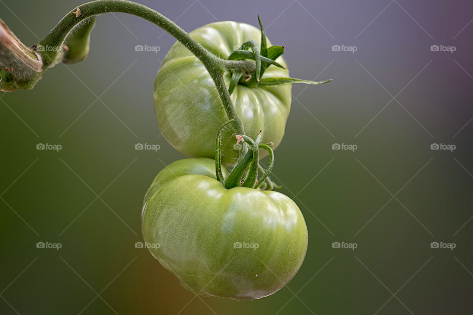 Green Tomato On The Vine Stock Photo