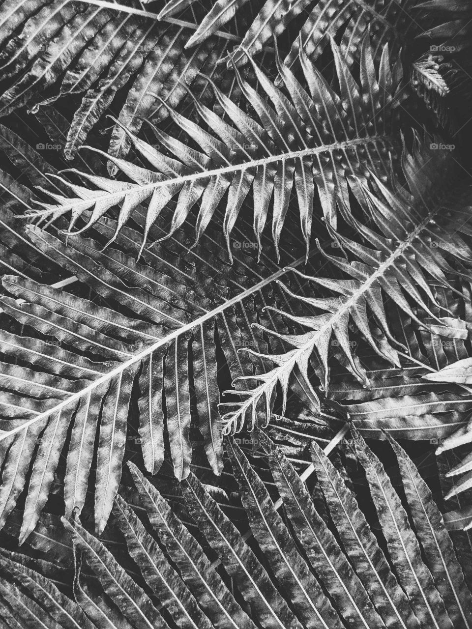 Fern leaves in black and white