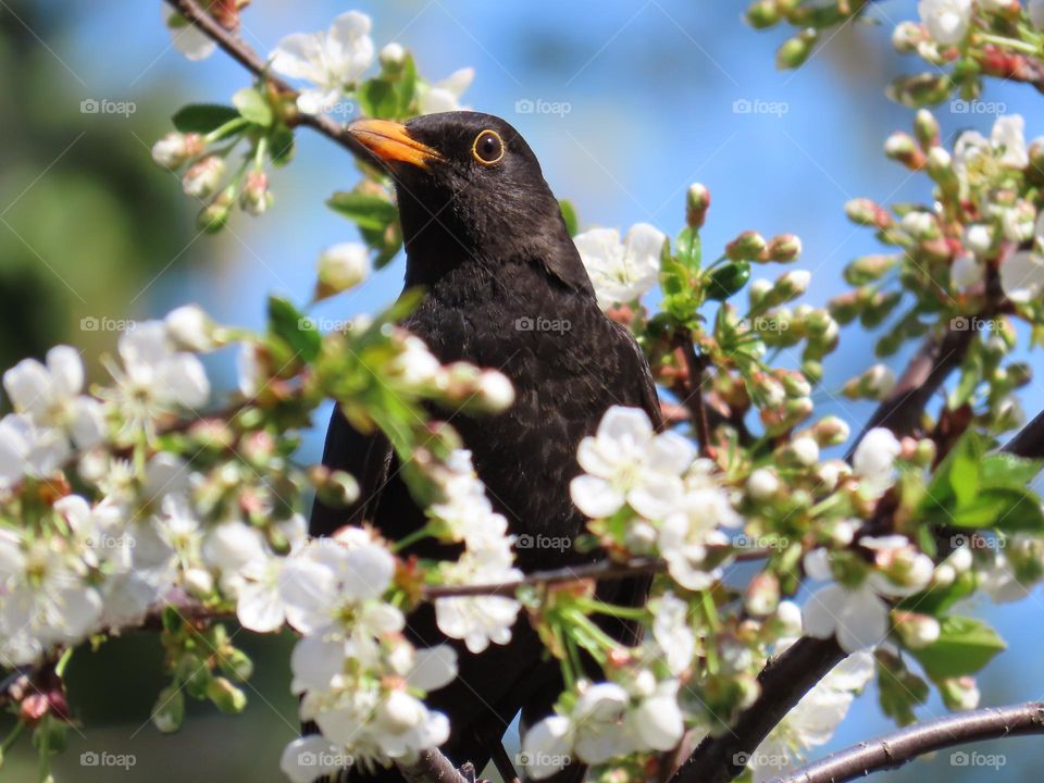 Blackbird on cherry blossom