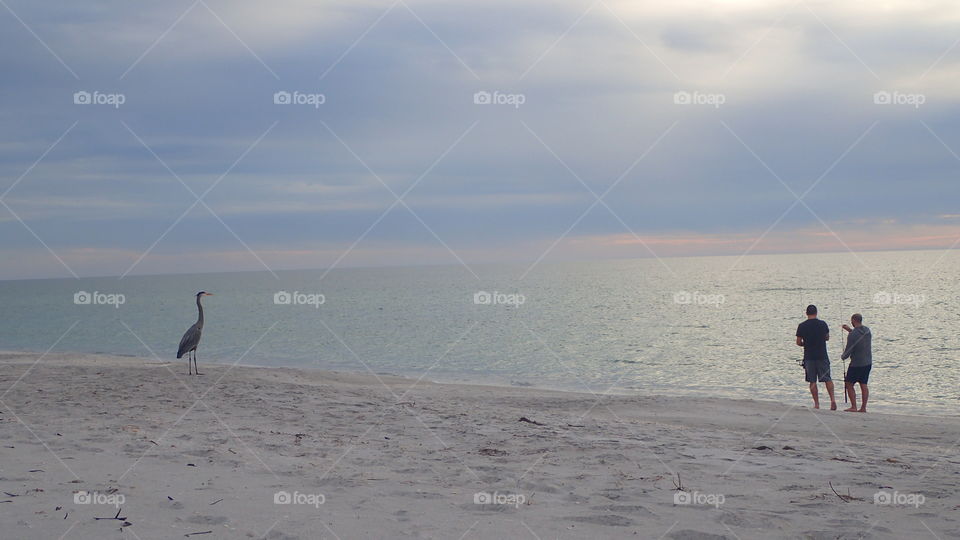 Soft sunset Waterscape blue heron watching fishermen fish hoping for shared success