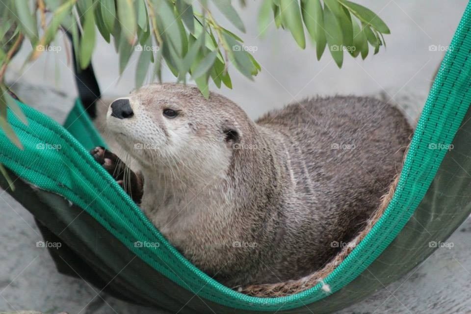 Otter
