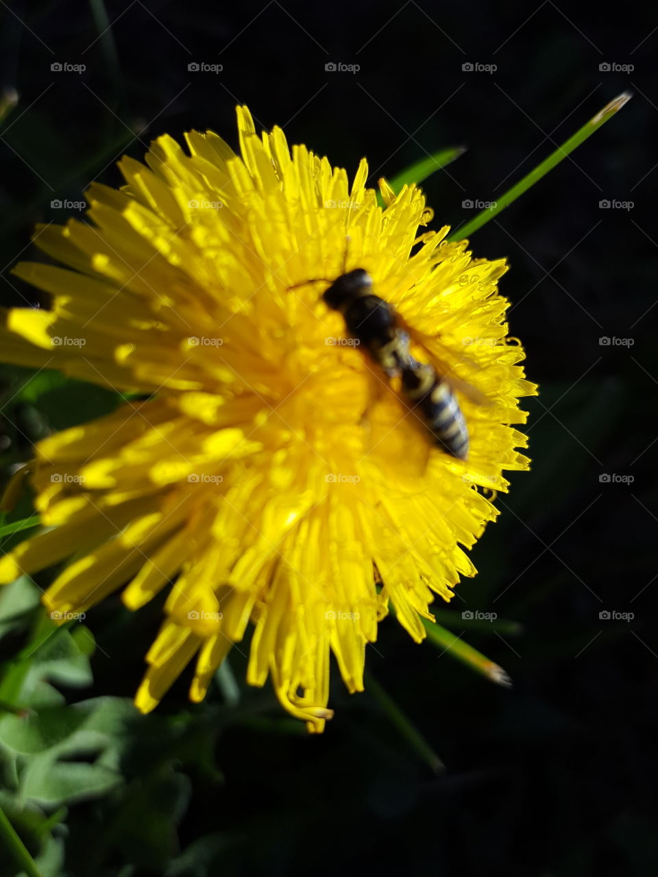 dandelion