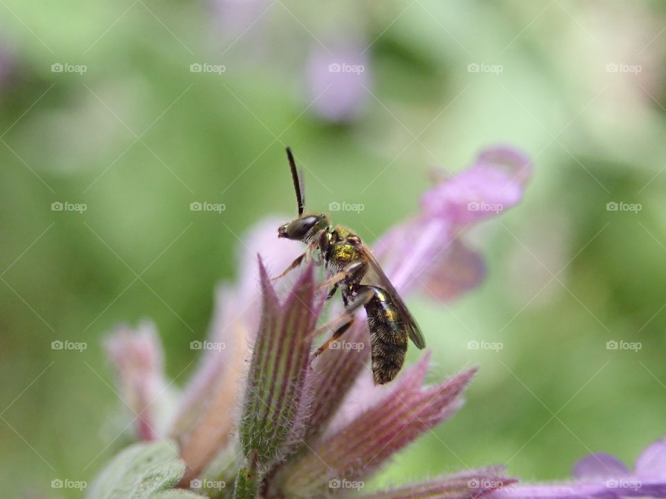 Green sweat bee visiting flowers in the garden