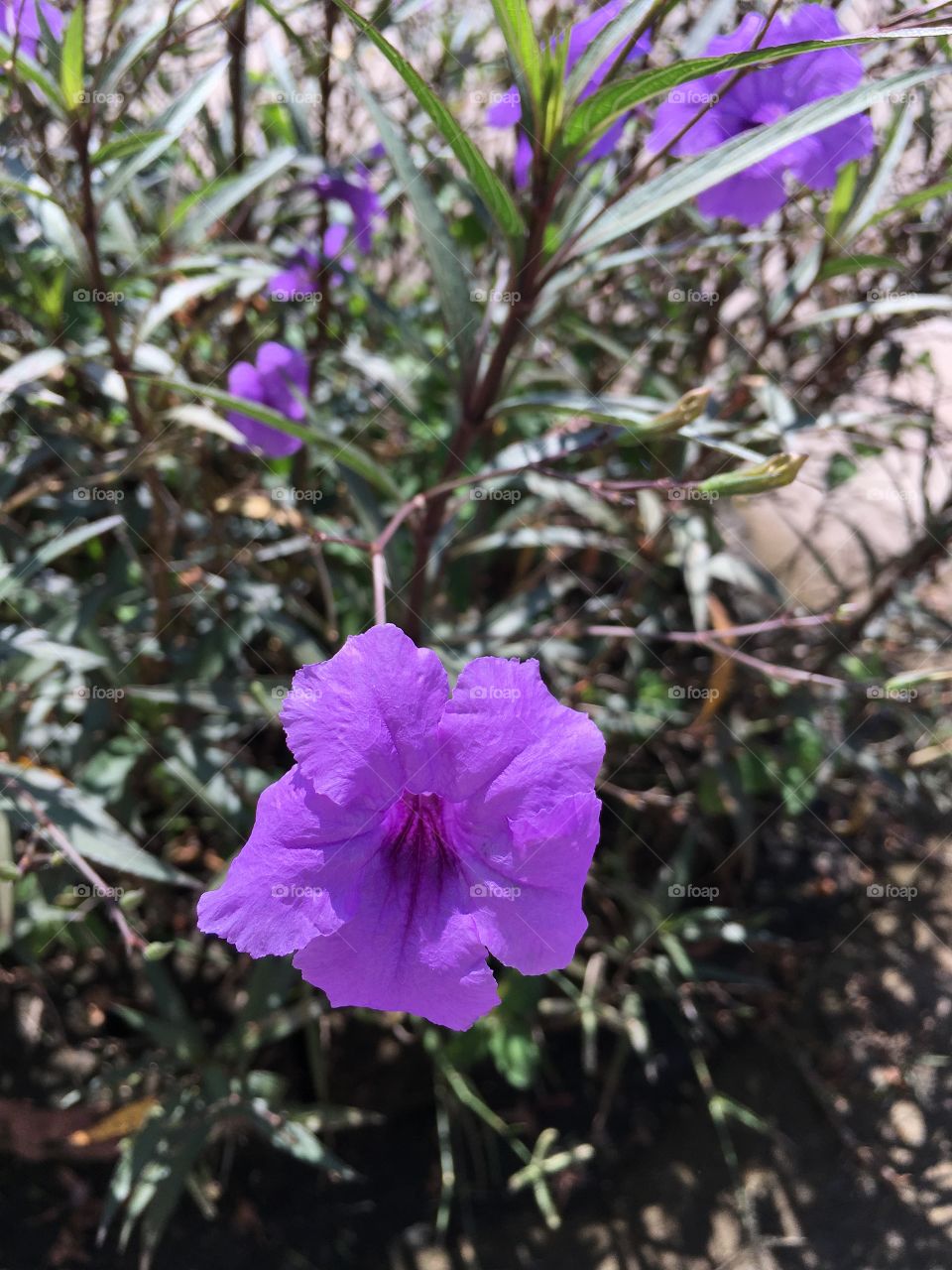 Flower so purple
