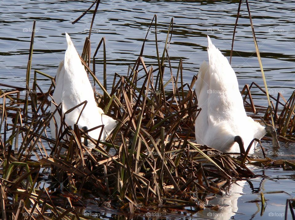 Synchronised Diving 