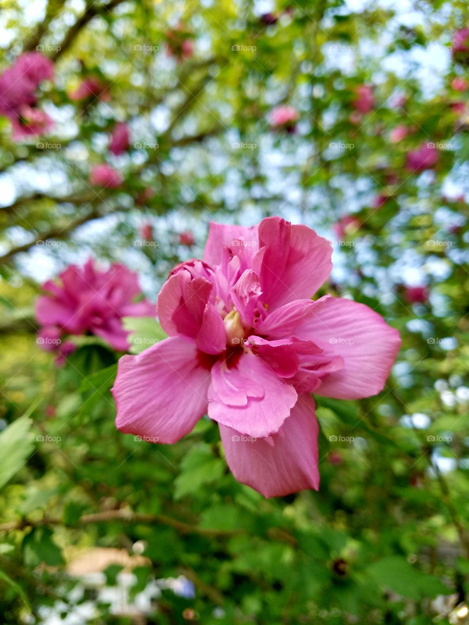 Rose Of Sharon Bush Bloom Closeup, blue sky.