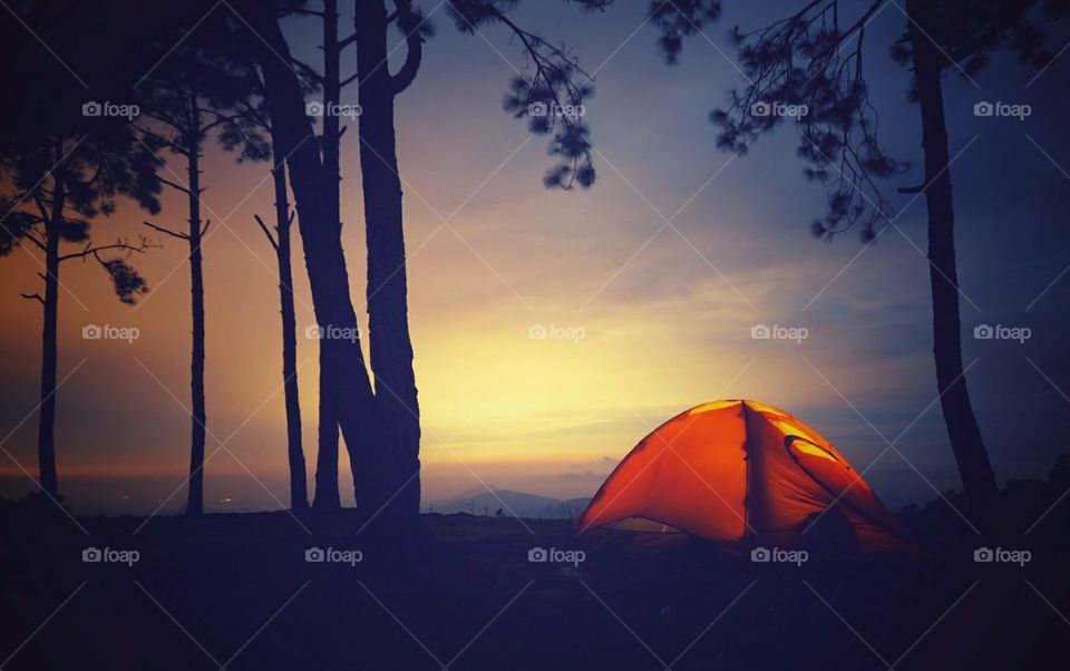 Sunset camping under pine forest..