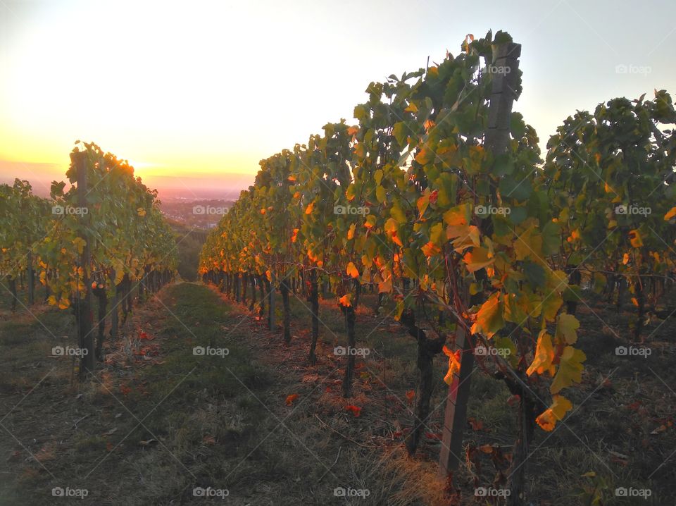 Weinberg in der Abendsonne