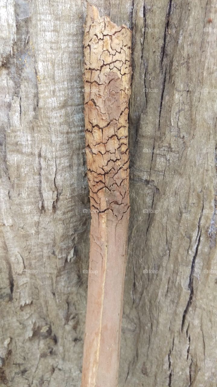 Bark, Log, Wood, Trunk, Tree