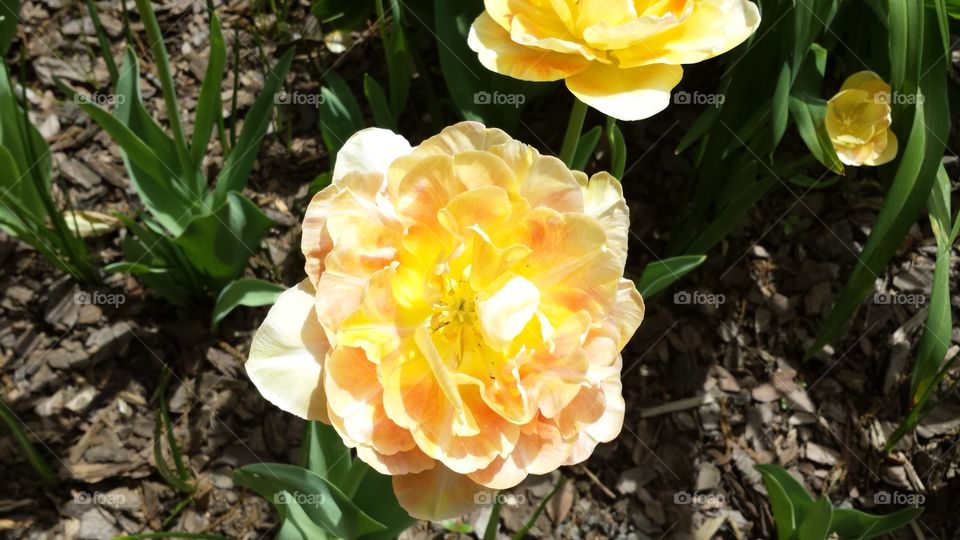 Nature, Flora, Flower, Leaf, Garden