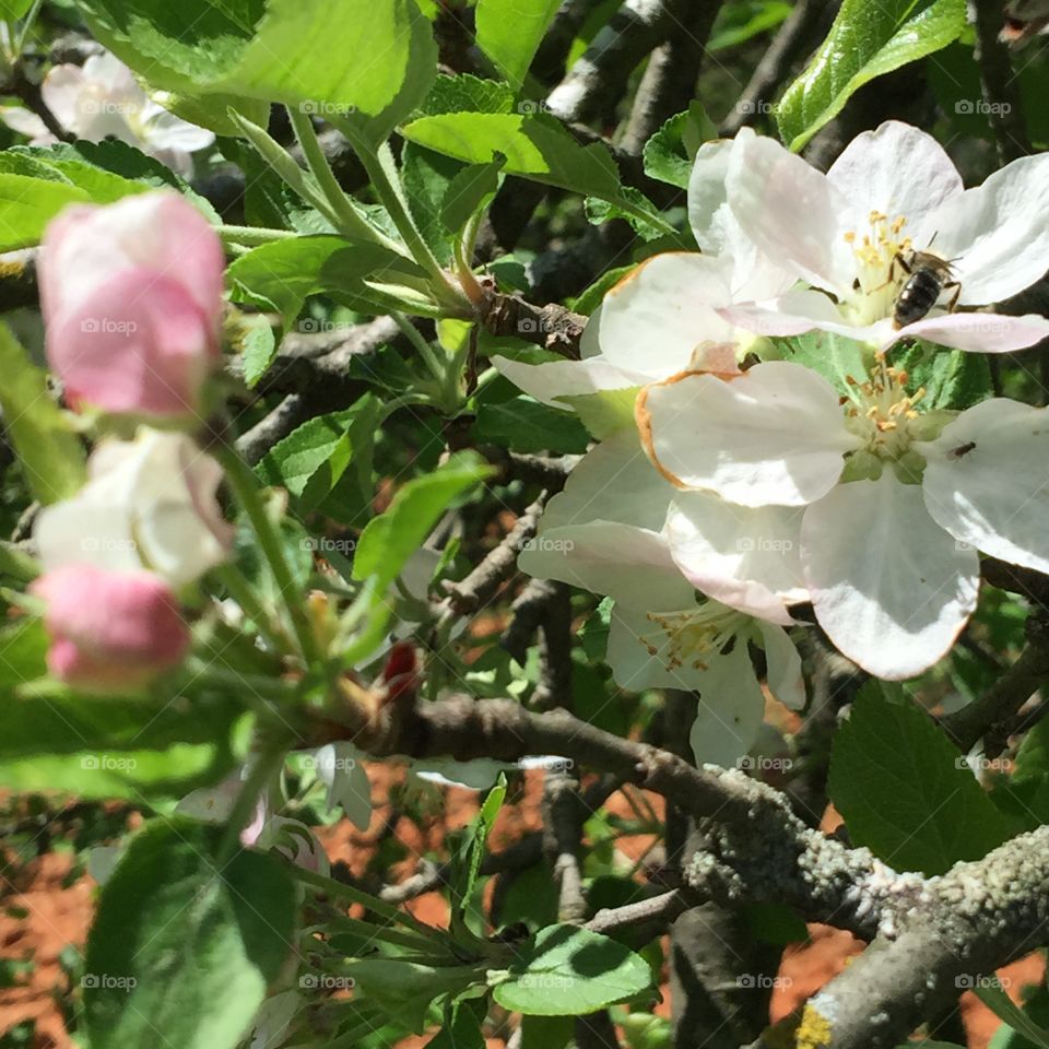 Apple blossom