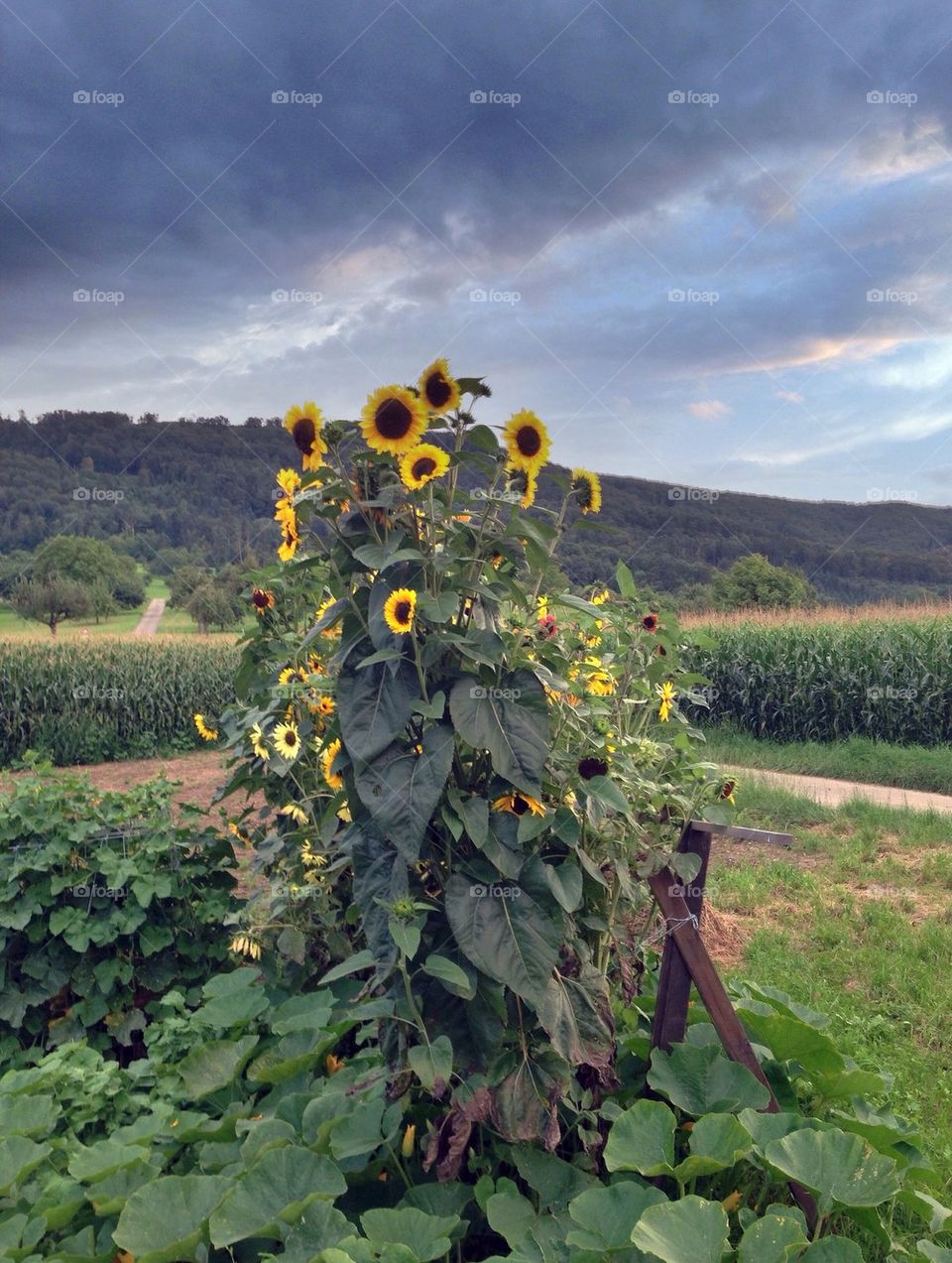 Sunflowers with clouds