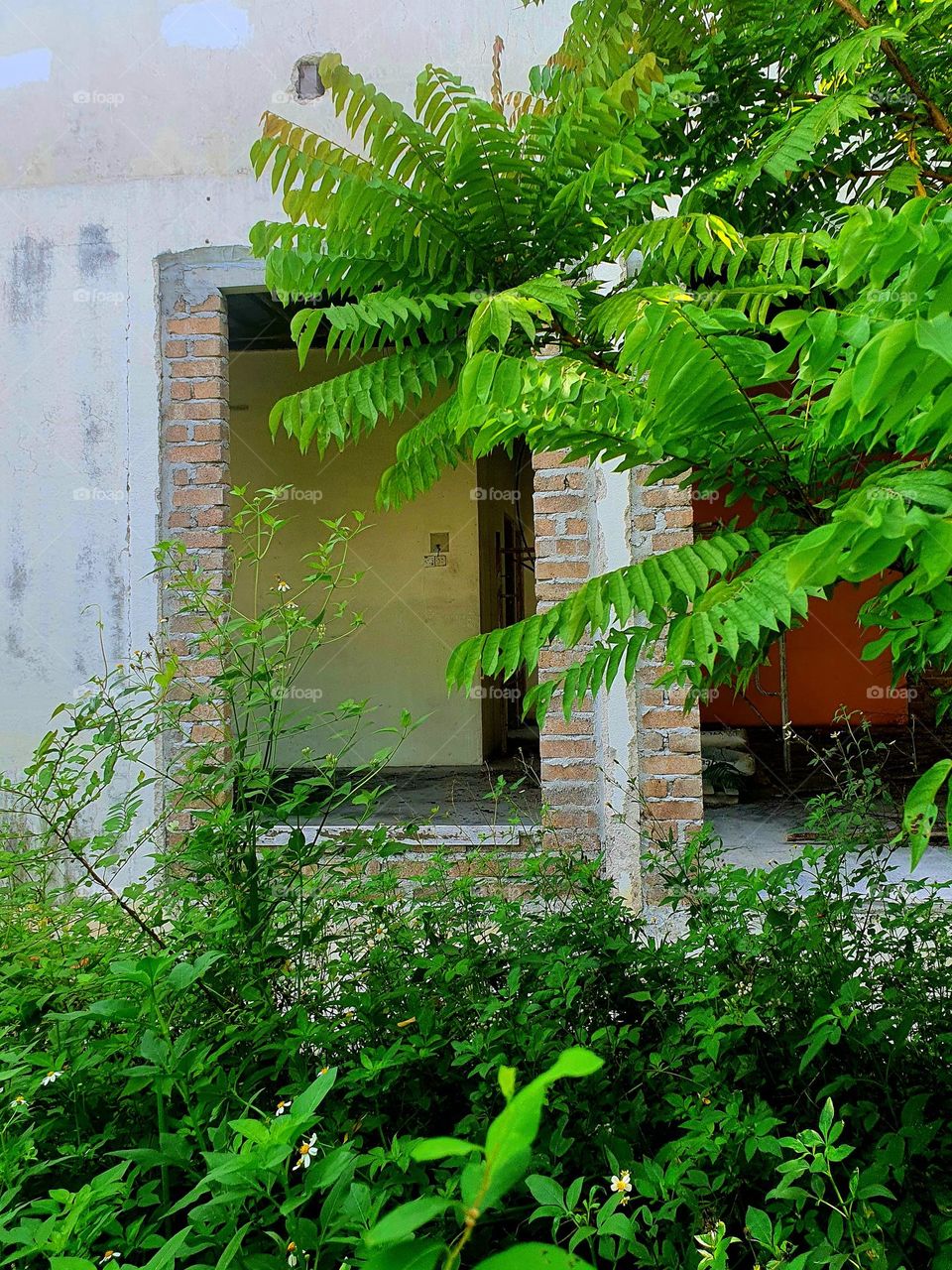 Wild Plants Around Abandoned House