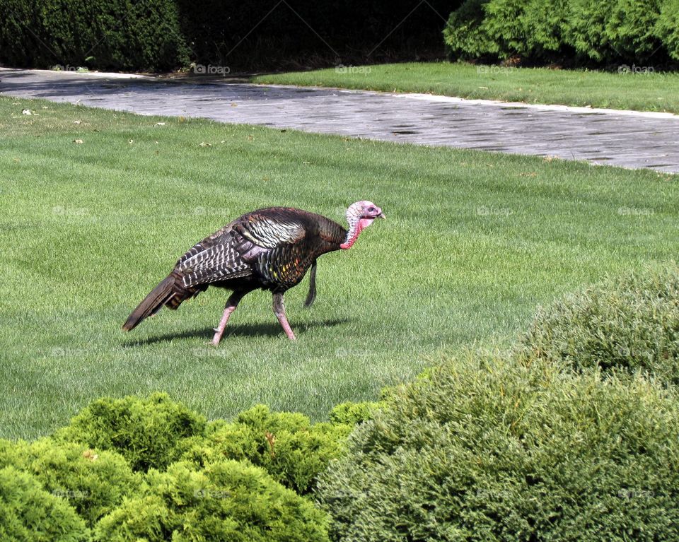 Turkey trot 