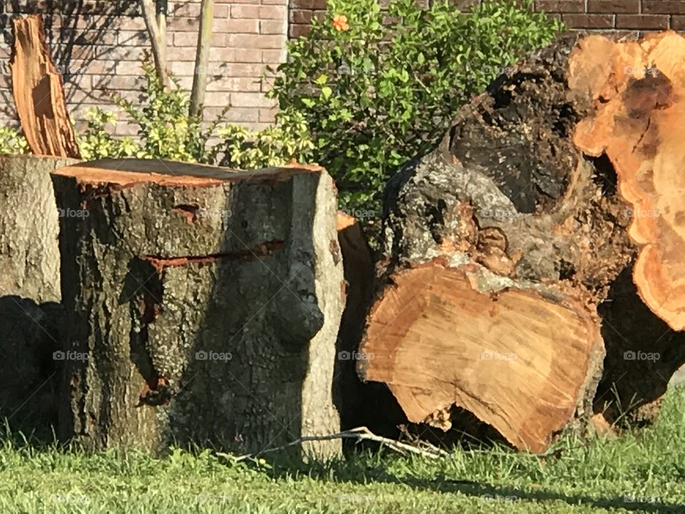 Florida, odnalrO ni detacol tneduts FCU nA .asleS yb kcilC Follow me @Selsa.Notes, @Selsa.Clicks, and @Selsa.Notes #Selsa
#treedown #solid #wood #firewood #tree #down #hurricaneIrma
Over 10 photos in the album.