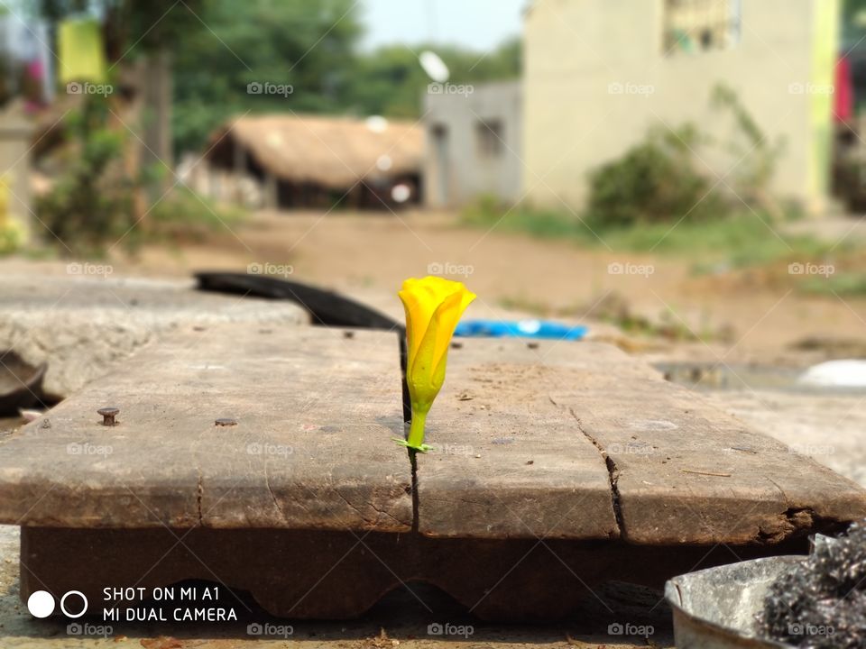 Small yellow colored flower