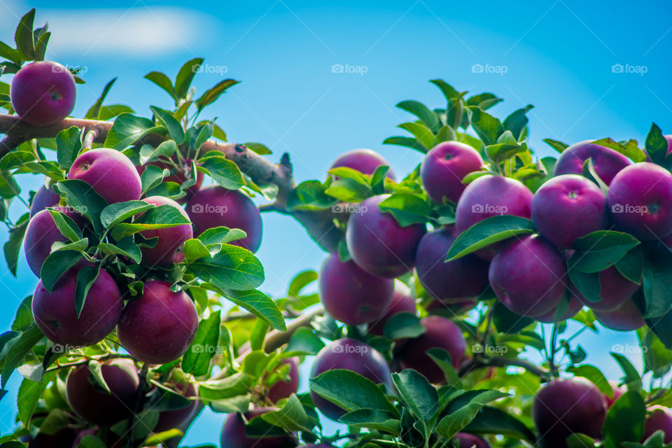 apple picking in New York