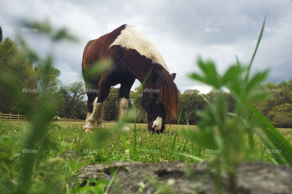 Pony. Pony eating grass