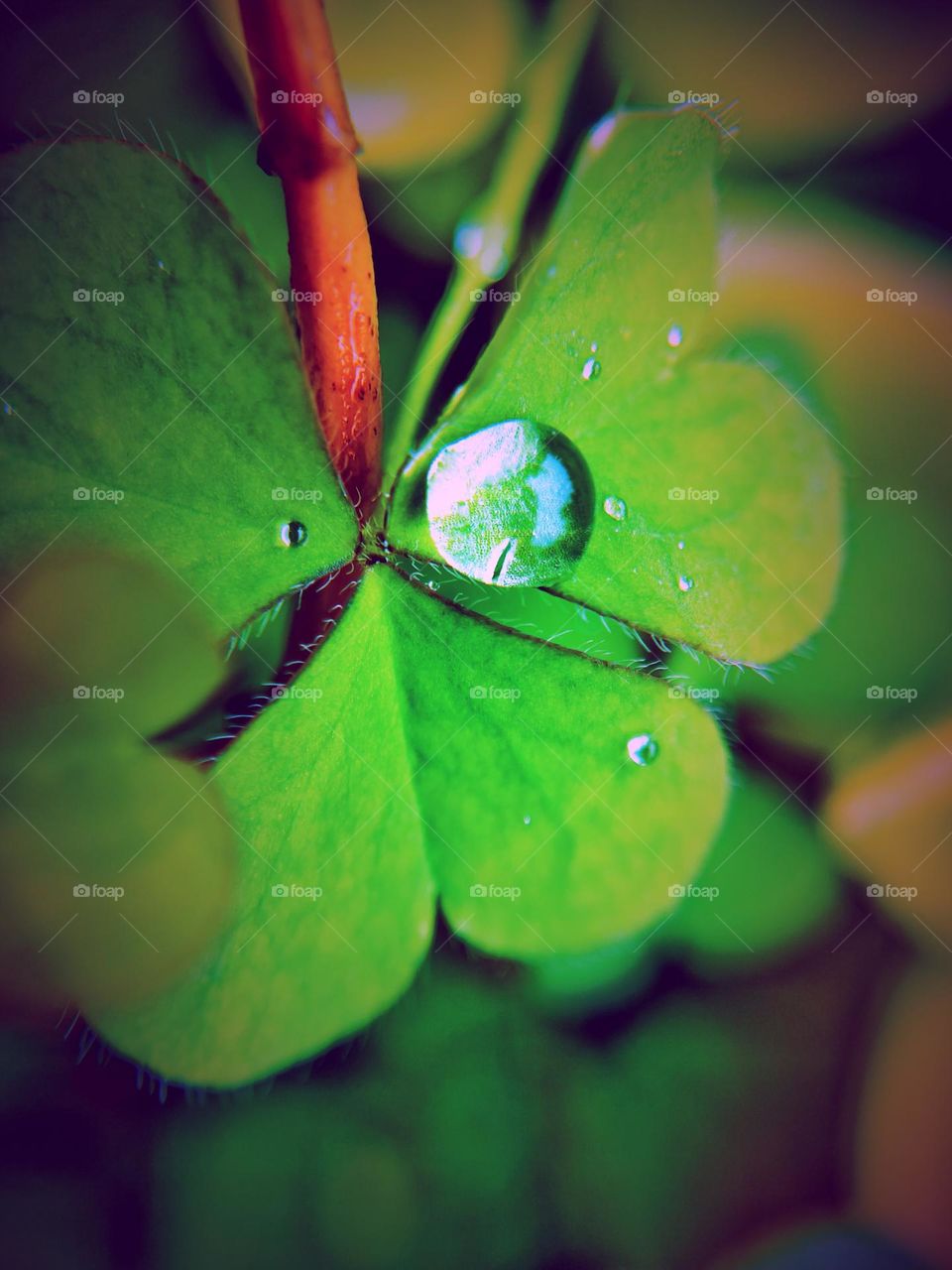 rain drops