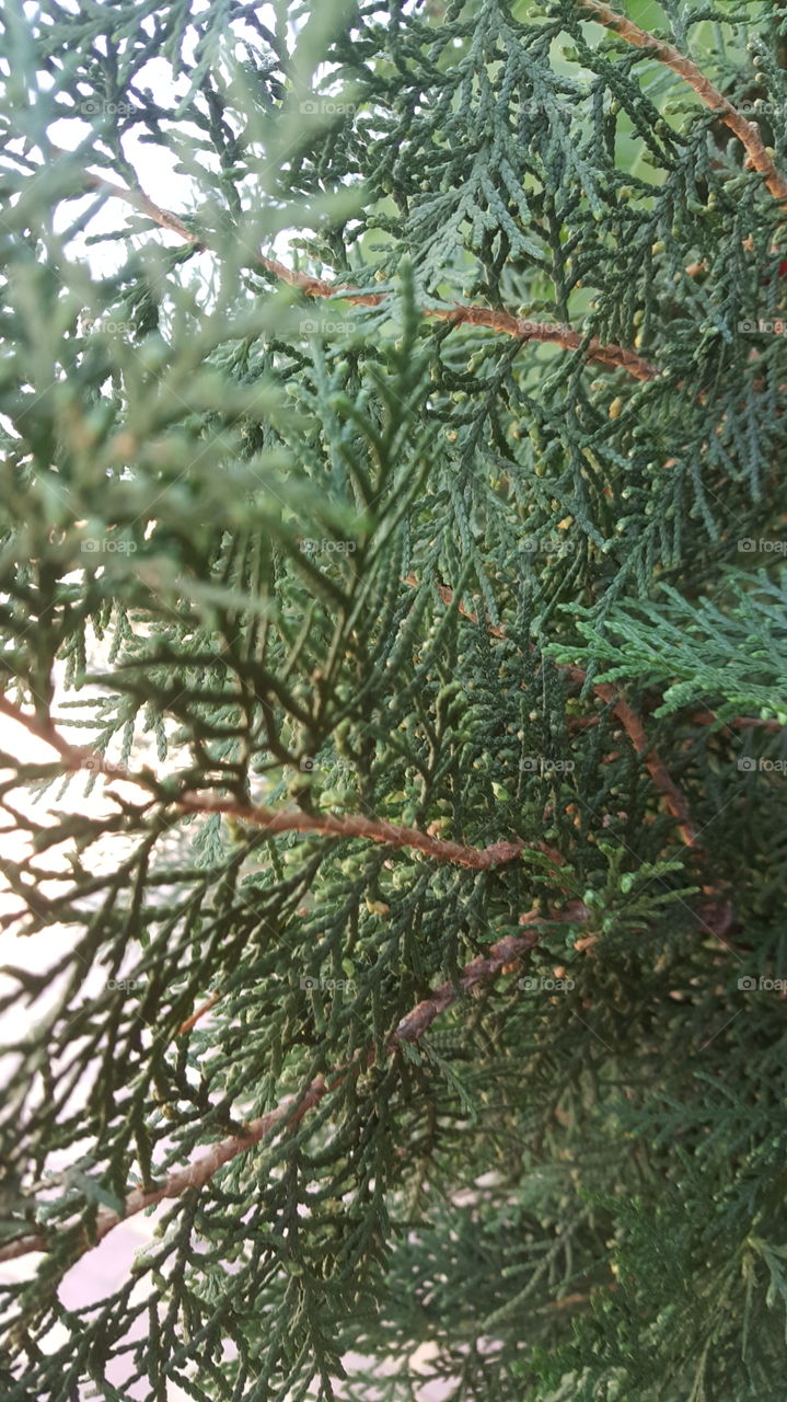 Christmas Tree Leaves