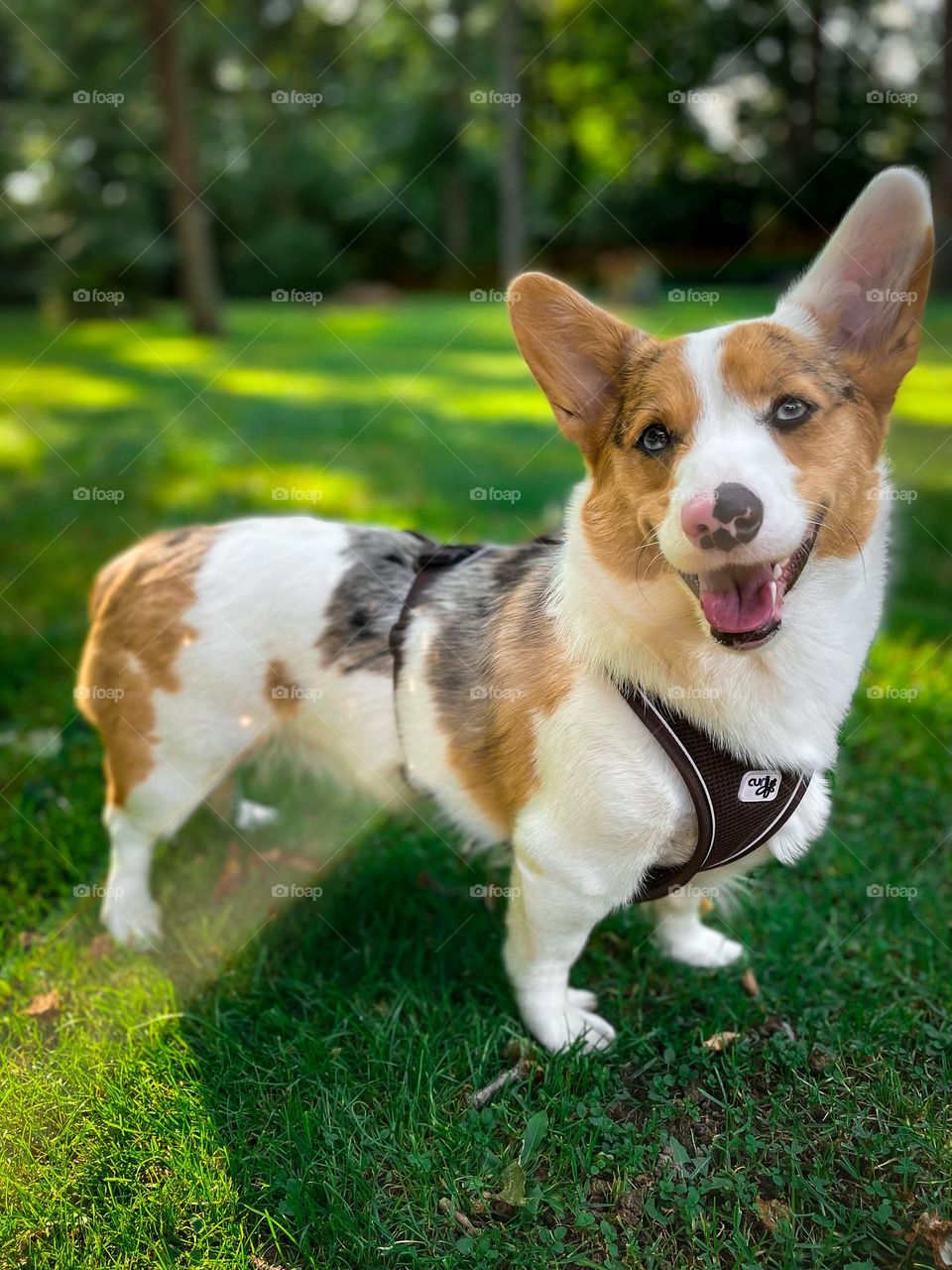 Corgi dog puppy cute adorable little best friend green grass outdoors happy nature pet friendly smiling animal photo pic picture photography big ears love pets day daylight morning sunny no people 