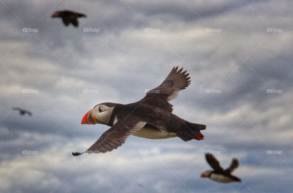 Close-up Of atlantic puffin flying against sky