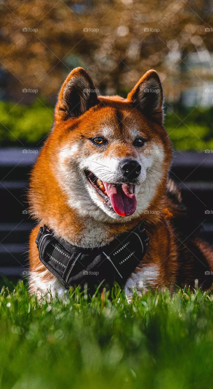 laughing dog