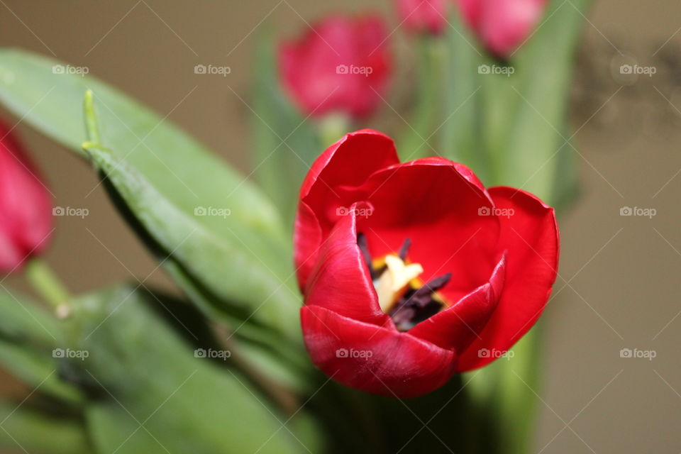 Tulips 