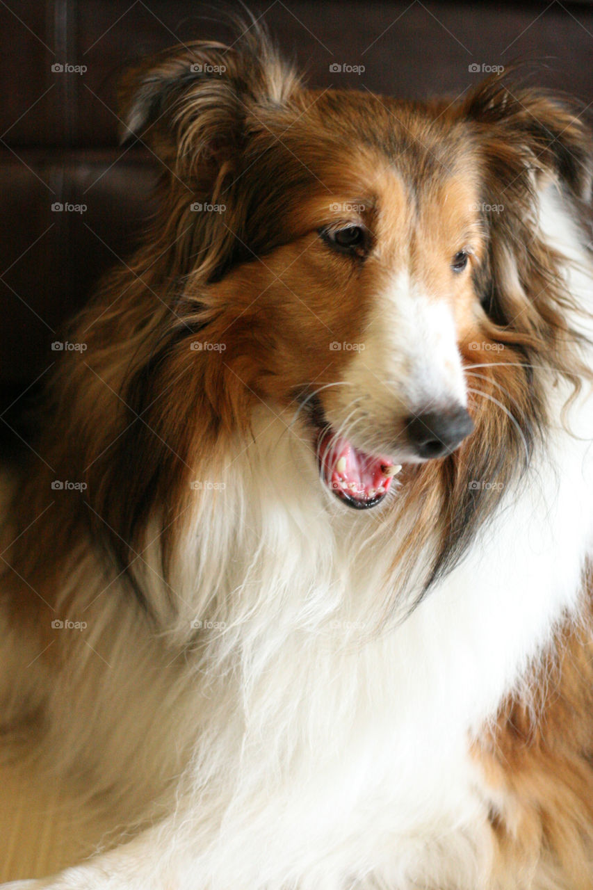 Sheltie