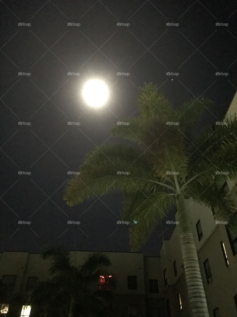Moon with palm tree