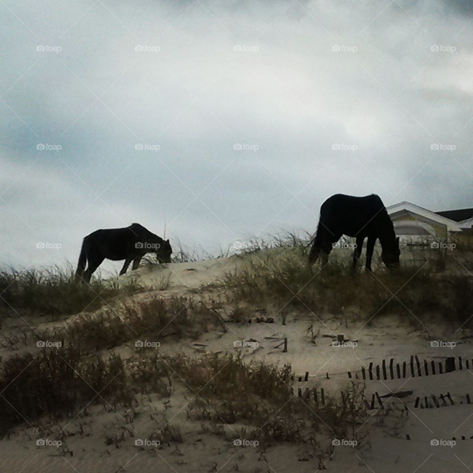 Horses in the Outer Banks