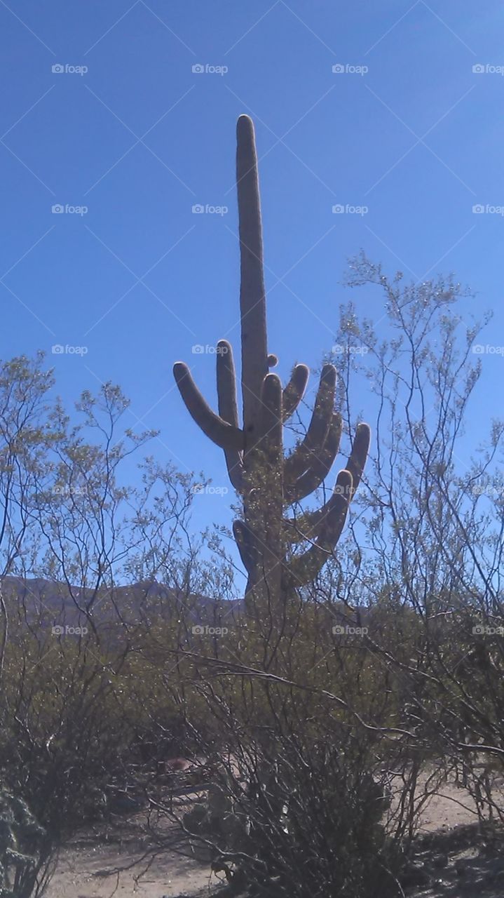 Octo-cactus in saguaro national park