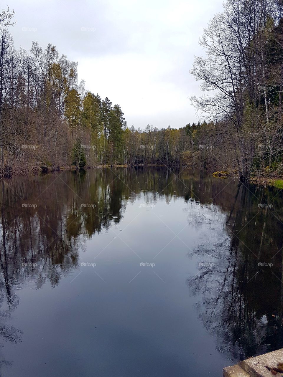 swedish lake water tree
