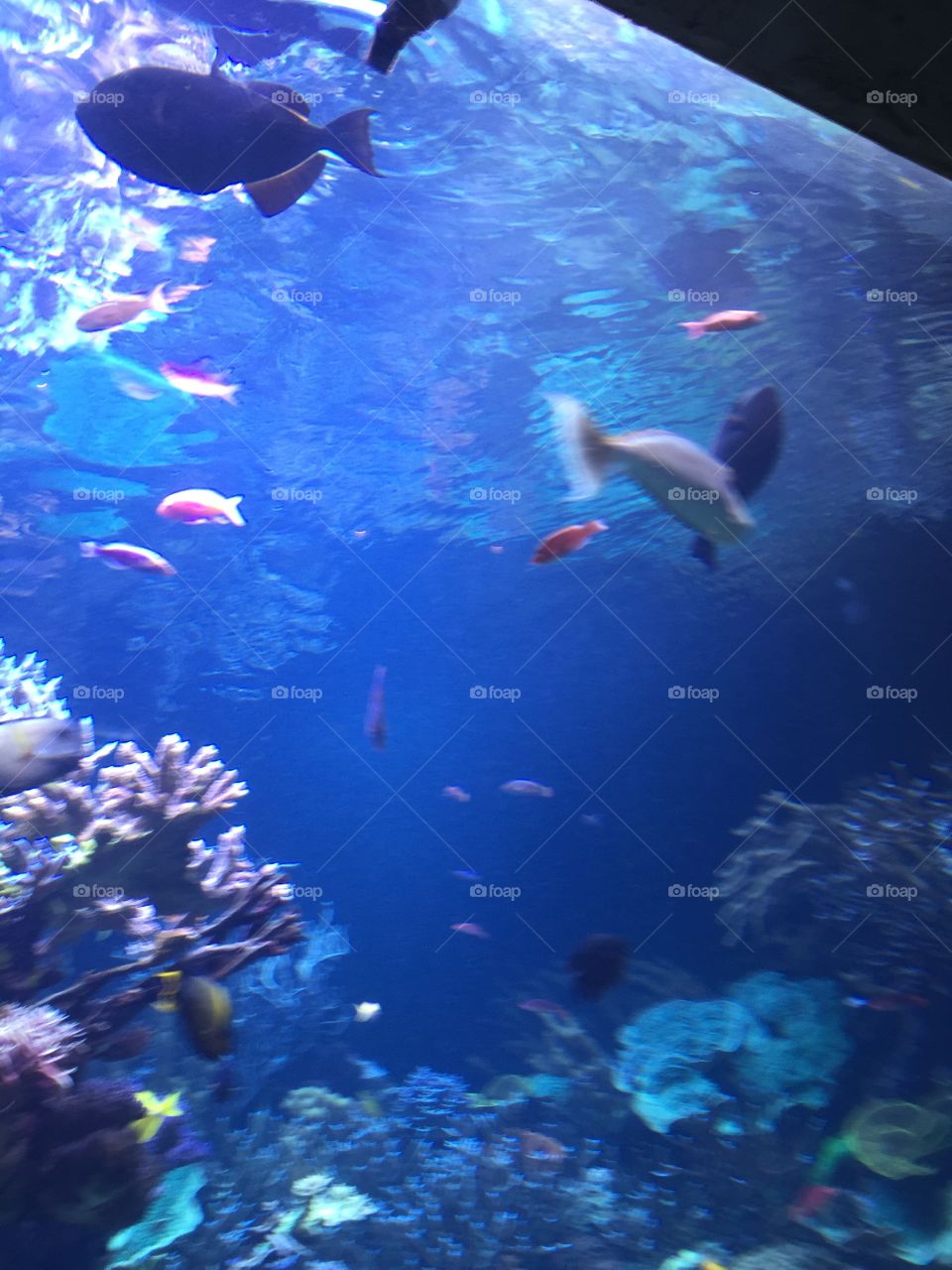 Underwater, Fish, Coral, Ocean, Reef